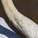 IMG_6021 Cygne